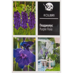 Гладиолус крупноцветковый «Пёрпл Флора» 82539349 STLM-2152533