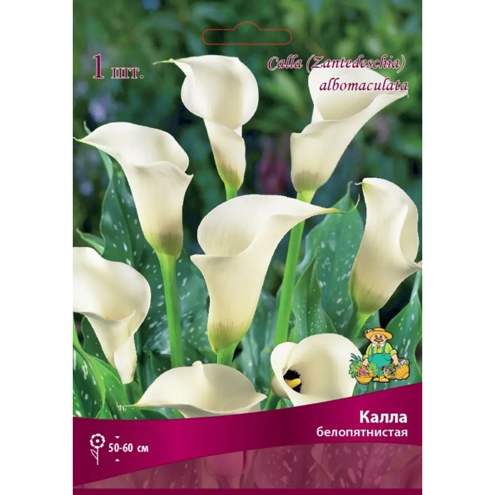 Калла белопятнистая Бордо луковица 14/16 83598104 STLM-2008313 Santreyd 