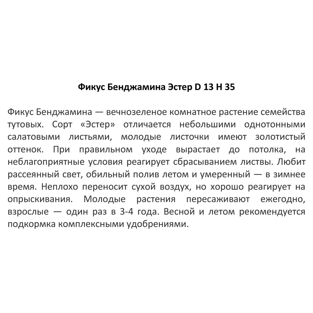 Фикус Бенджамина Эстер 13x35 см 12502104 STLM-2144952 Santreyd  - Вид №2