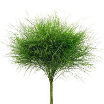 Аспарагус Триферн 60 см Santreyd 26370 - Вид №1