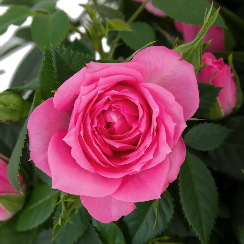 Santreyd Роза Кордана миниатюрная в декоративном кашпо 82895032 STLM-0037687 - Вид №3