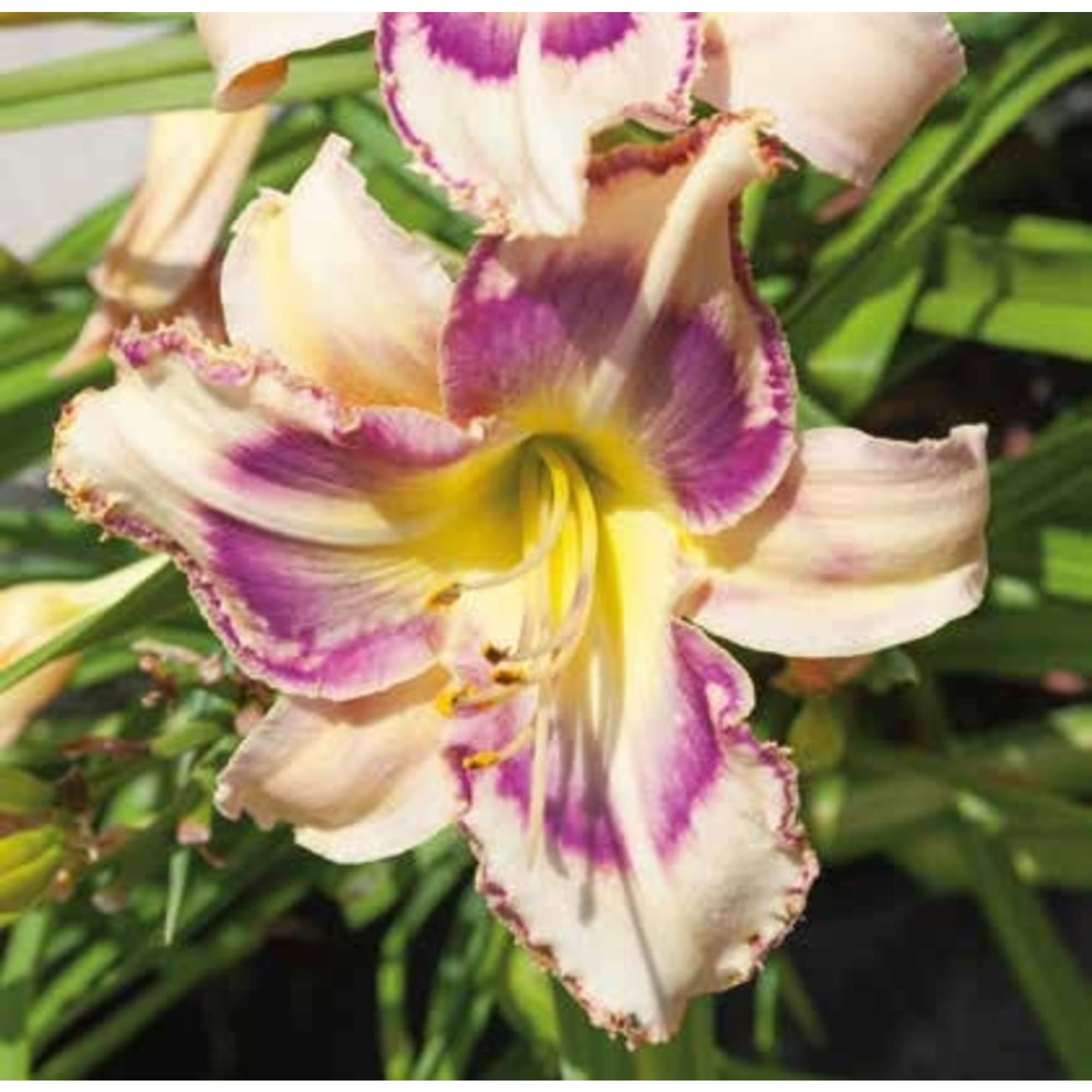 83761011 Лилейник Пепл Николь луковица 5/6 Santreyd 