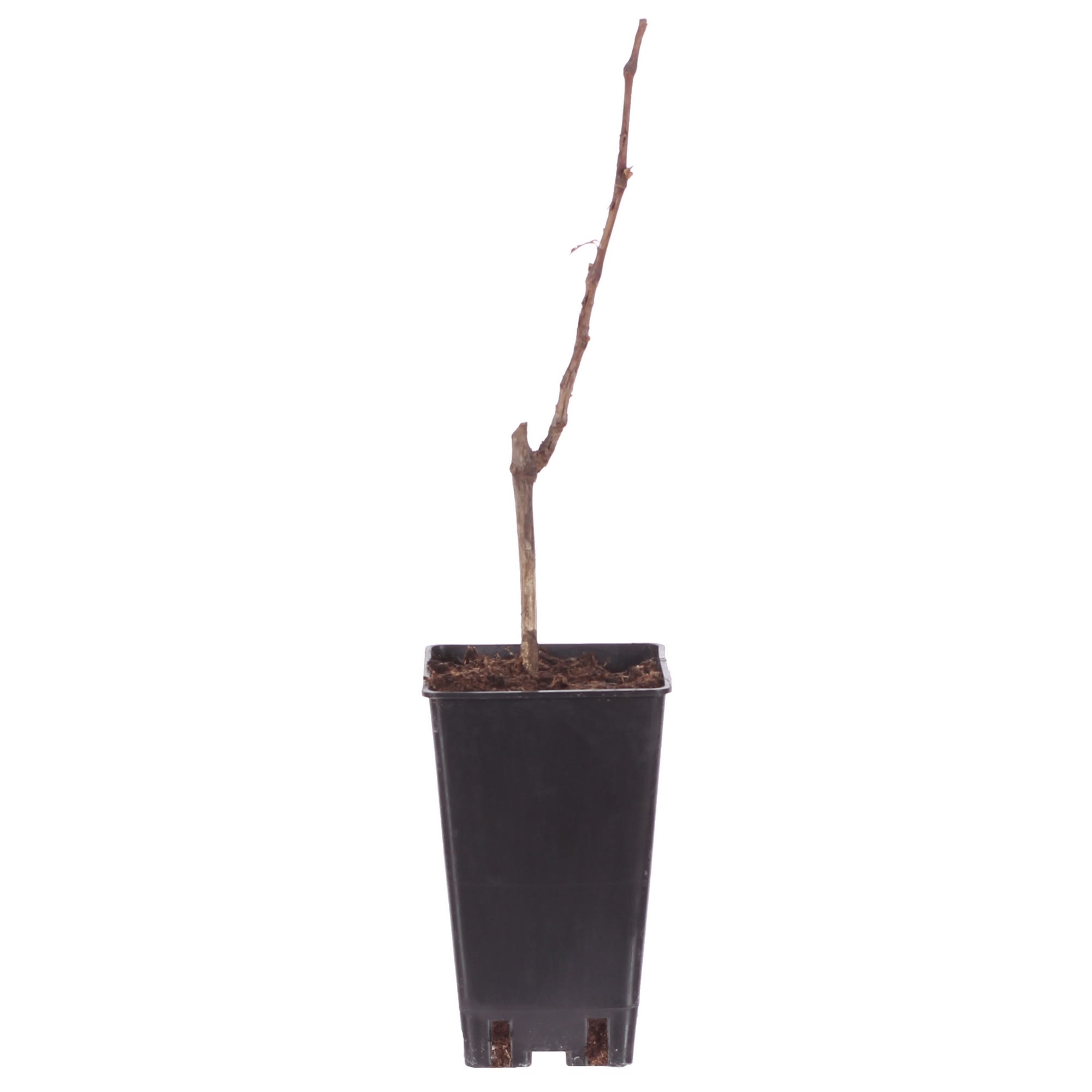 81954903 Виноград плодовый С2 «Августин» h50 Santreyd 