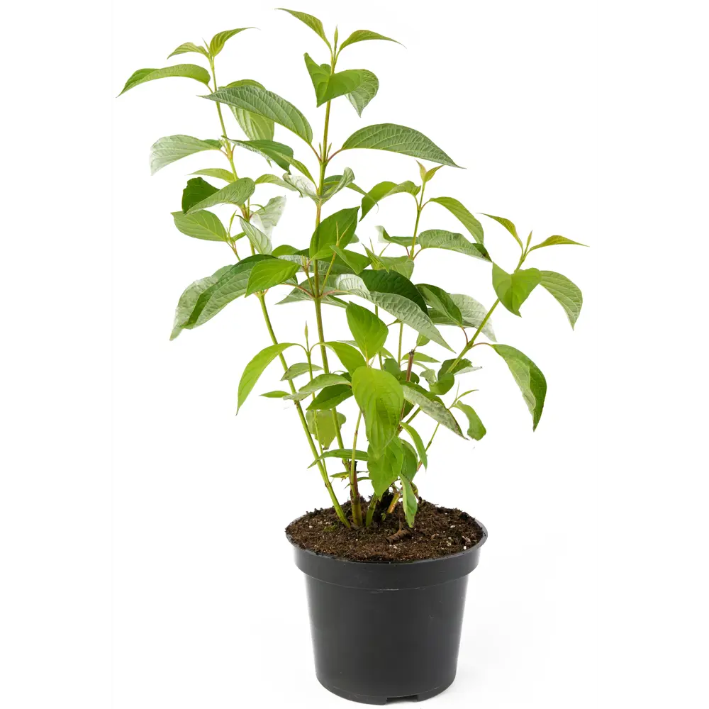 Дерен белый Sibirica h35-45 см 85292586 STLM-2023397 Santreyd 