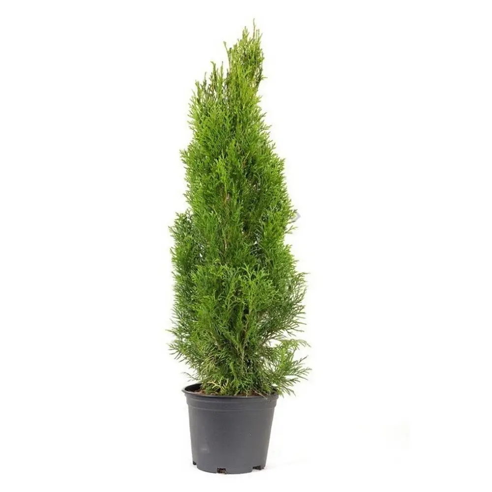 Туя западная Брабант ø40 h100 см PLANTMARKET STLM-2200683 - Вид №1