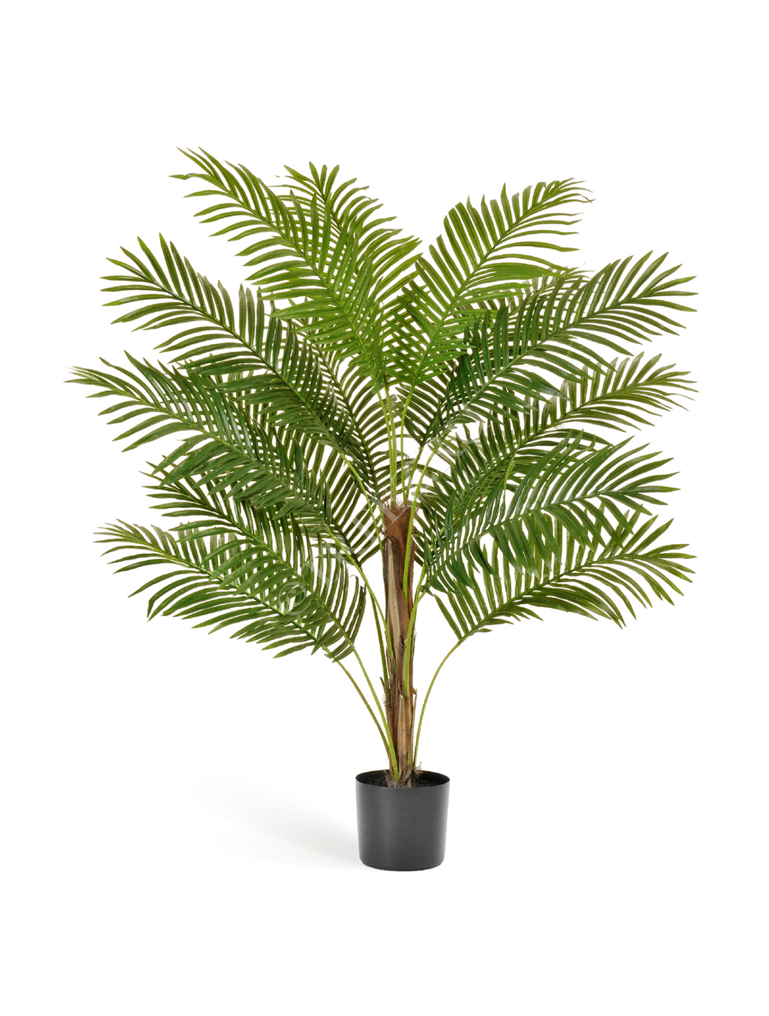 10.11635N Пальма Арека Парадиз Цветочная коллекция 