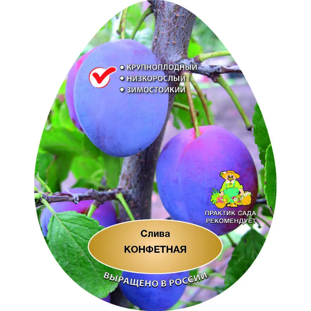 Слива Конфетная сетка h200 см 87737929 STLM-2178677 Santreyd 