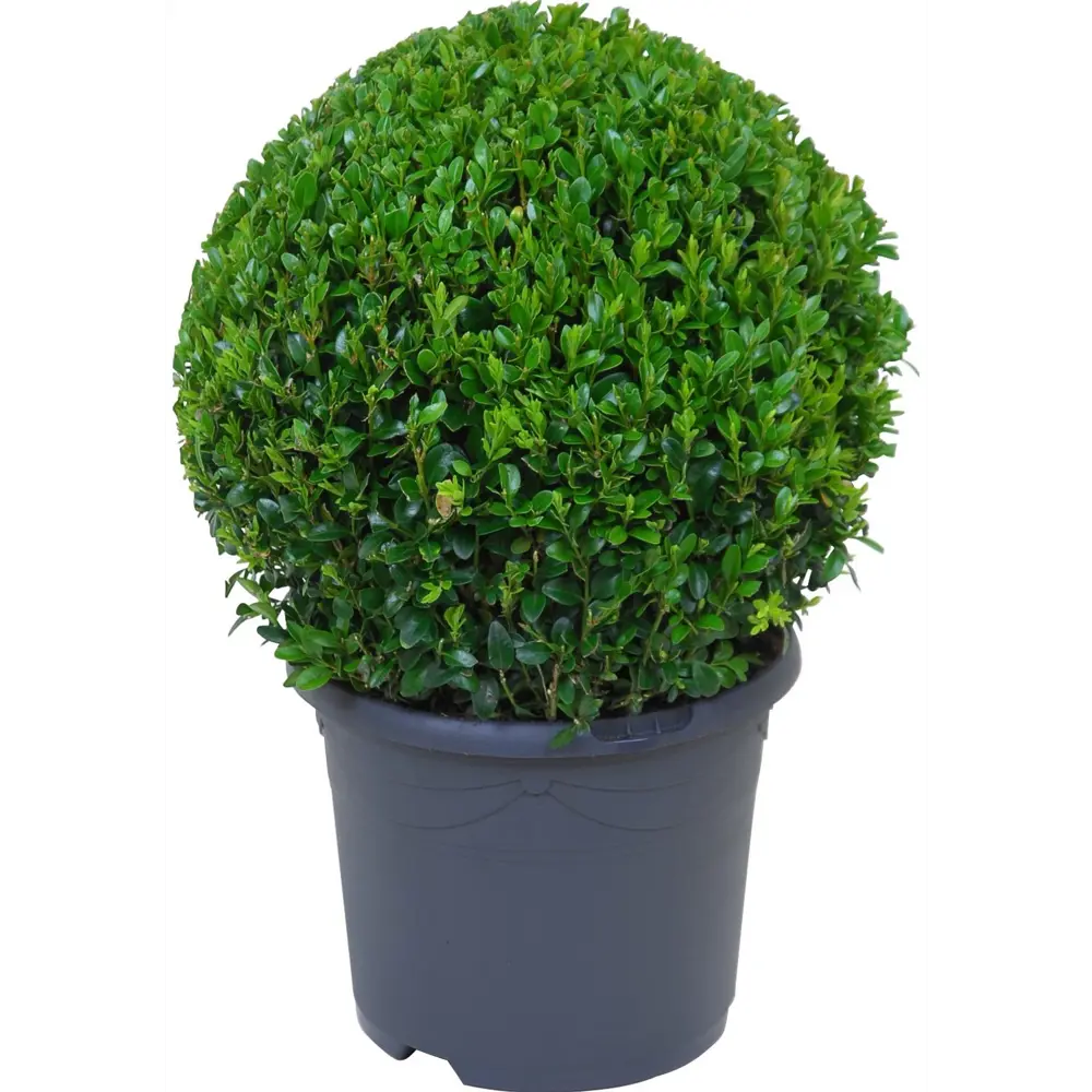 Буксус форма шар 19x35 см 82598153 STLM-2076480 Santreyd 
