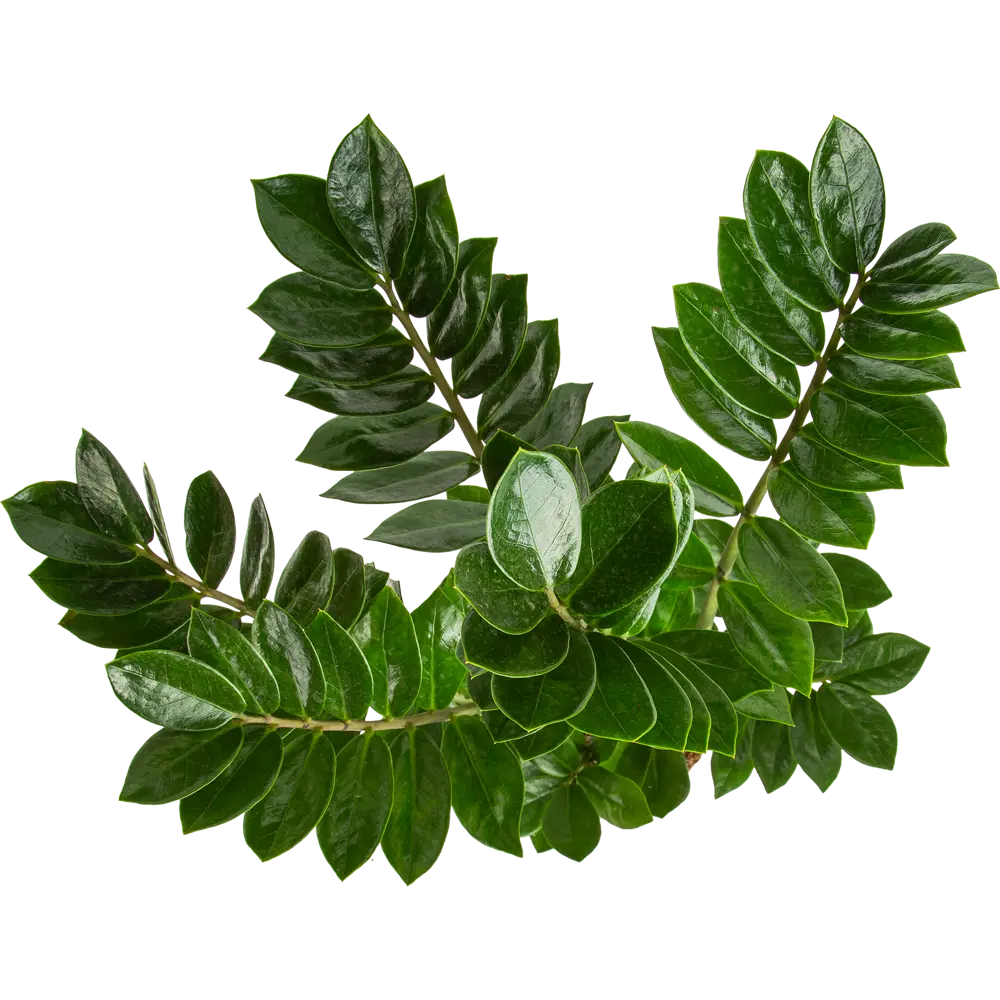 Santreyd Замиокулькас — изысканное декоративное растение с глянцевой листвой 82578928 STLM-0030485 - Вид №1