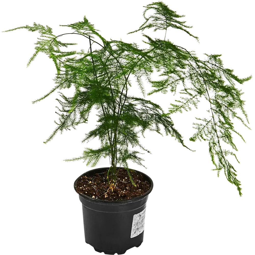 Santreyd Аспарагус перистый — изящный комнатный полукустарник 89338368 STLM-0955811