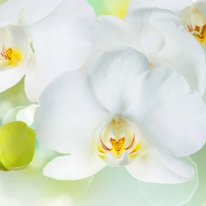 C1-379 Фотообои DIVINO Collection C 2.38х3 м