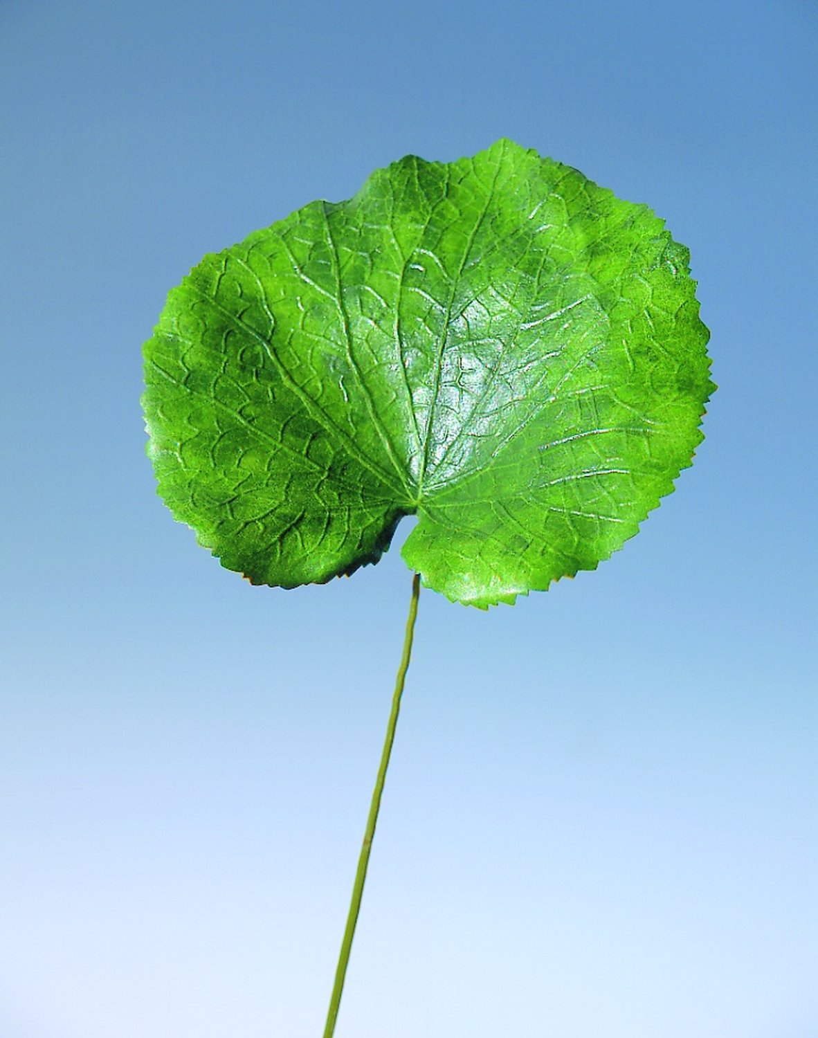 6470 883 a1 Пластиковый лист герани, 45 см, зеленый H-andreas  - Вид №2