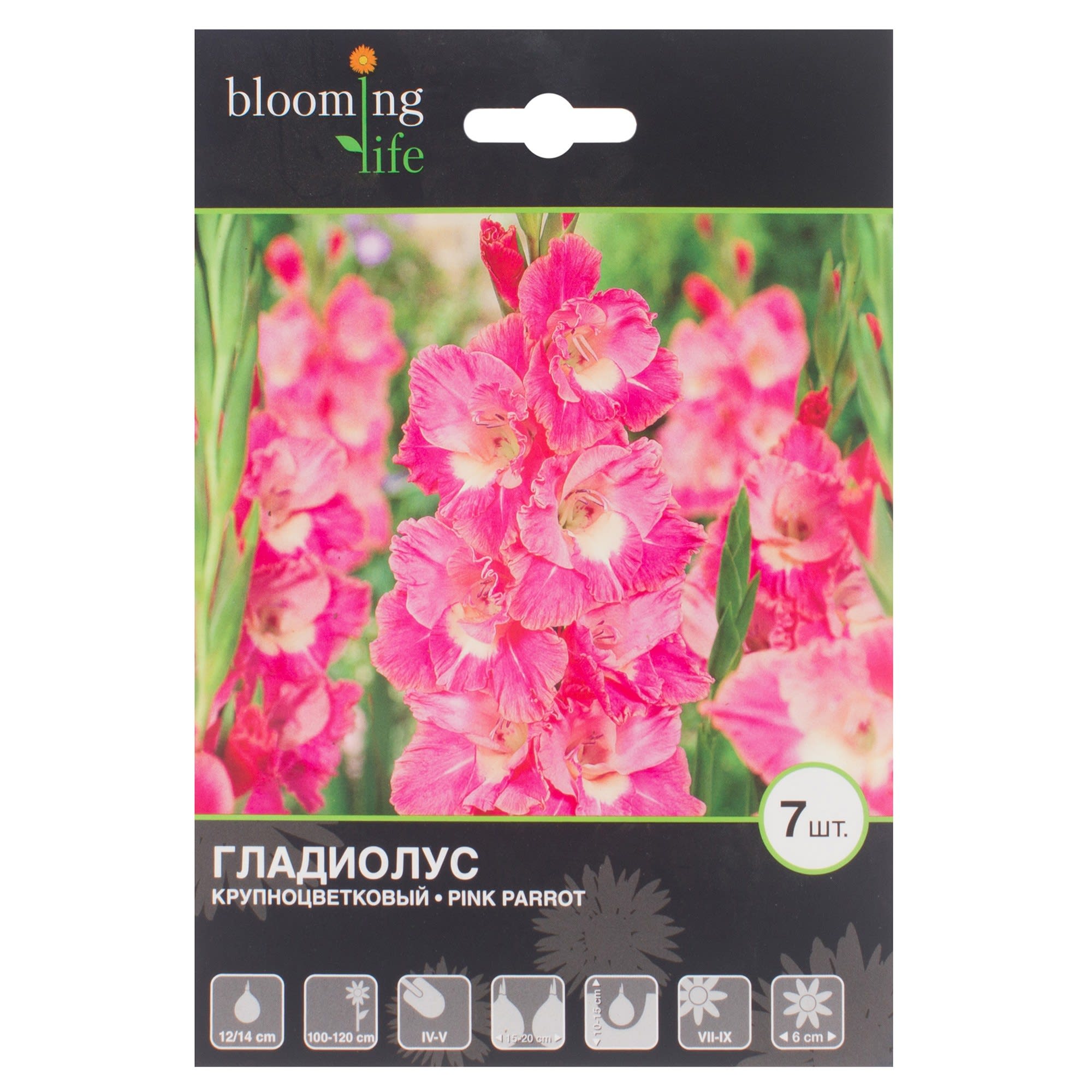 13913677 Гладиолус Крупноцветковый Пинк Пэррот (12/14) Santreyd 