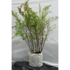 Спирея Ван-гутта 50x100-125 см 82676655 STLM-2139458