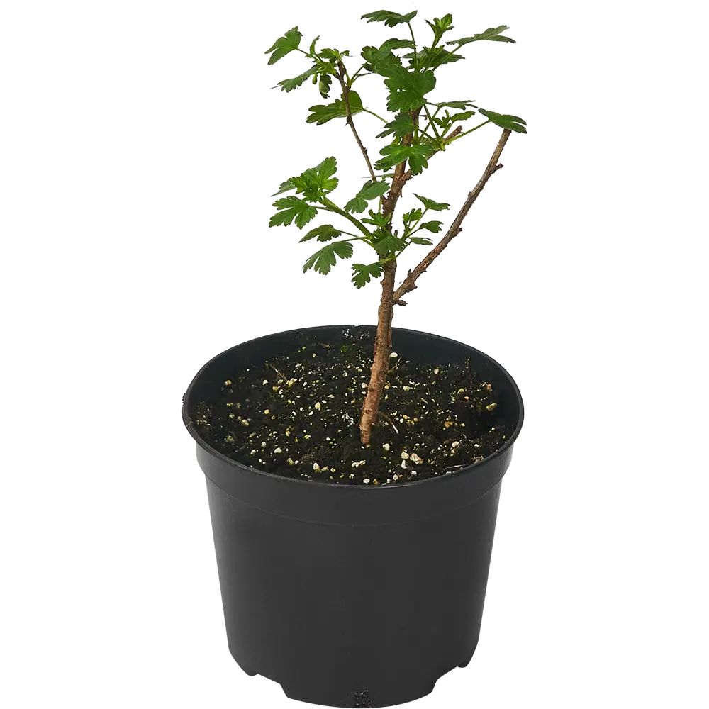 Крыжовник «Командор» С3-С4 PLANTMARKET STLM-2142645