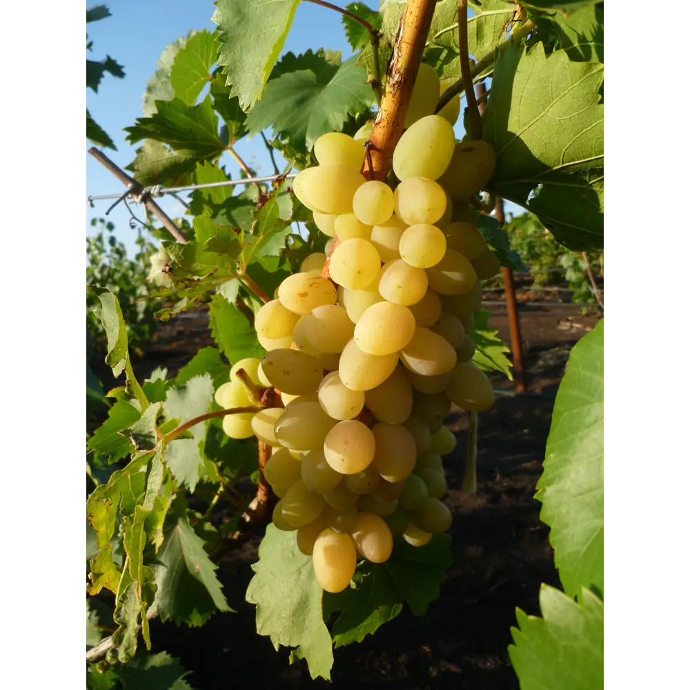 Виноград плодовый «Августин» 19x55 см 82625412 STLM-2069299 PLANTMARKET 