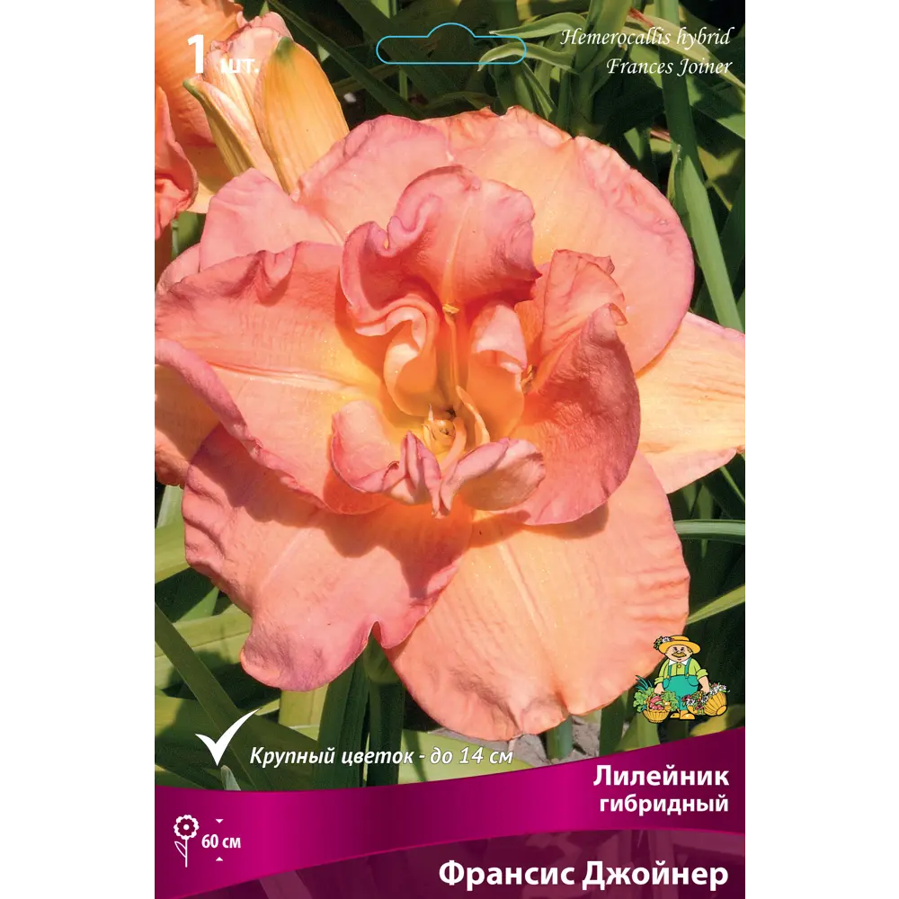 Лилейник гибридный «Франсис Джойнер» разбор I 82661830 STLM-2129378 Santreyd 