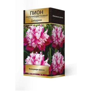 Пион травянистый Дейдрим луковица 2-3 83600113 STLM-2147000