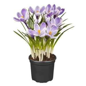 Крокус крупноцветковый ø9 см 89389174 STLM-2144989