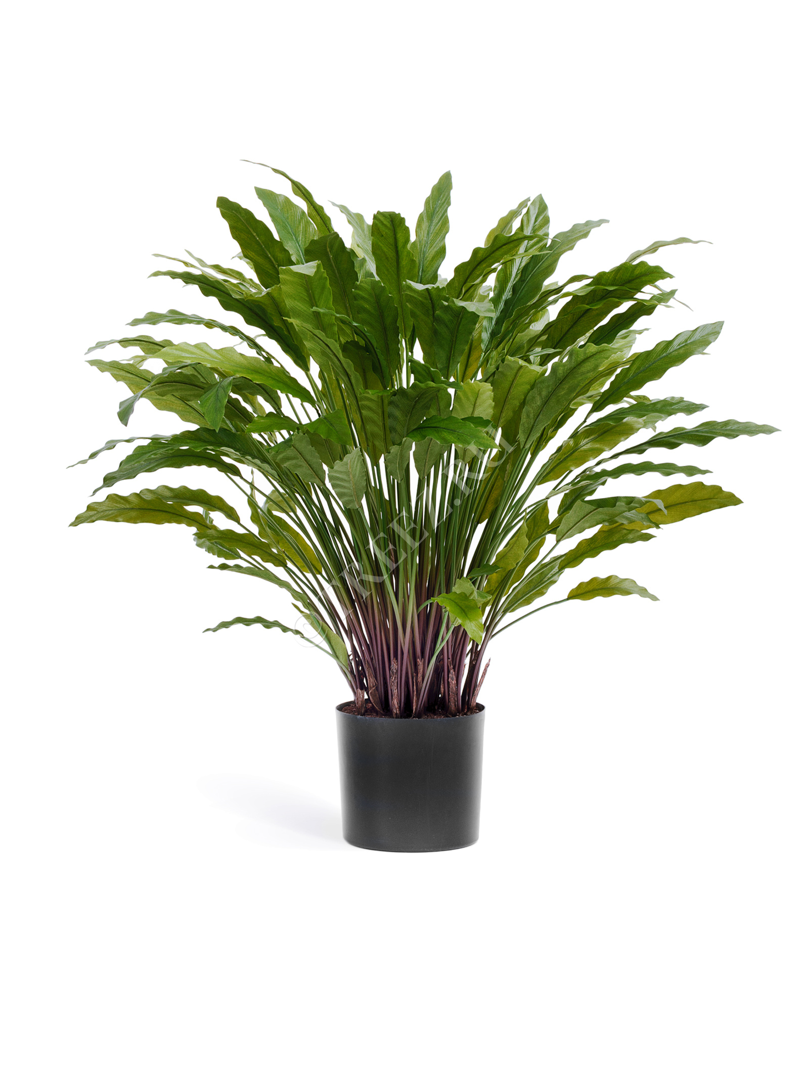 20.1010N Калатея в горшке Цветочная коллекция  - Вид №1