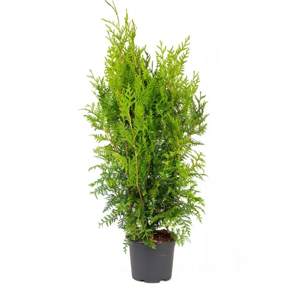 Туя Брабант Santreyd - колоновидный хвойный сорт для живых изгородей 88401326 STLM-0962683