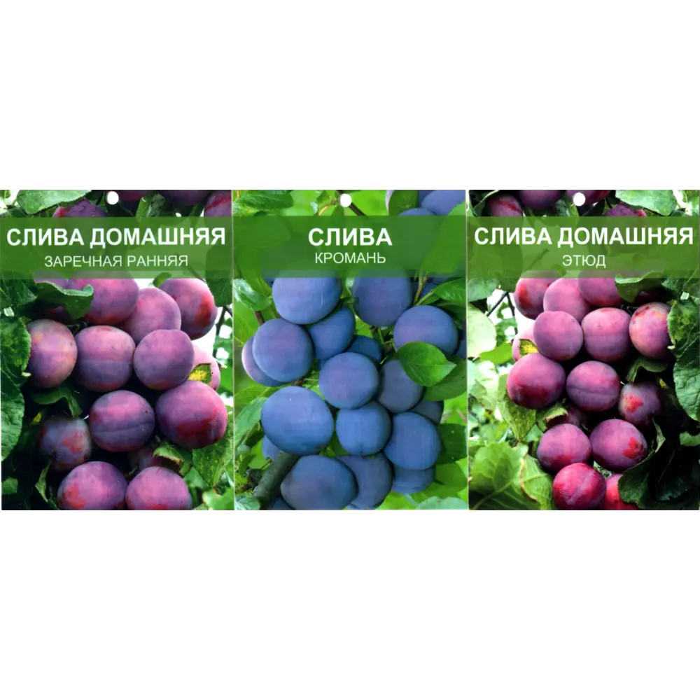 Слива в ассортименте ø12 h120 см 86710679 STLM-2187818 Santreyd 