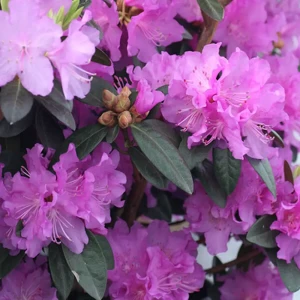 Рододендрон каролинский Пим Элит ø15 h30 см 85606570 STLM-2001767