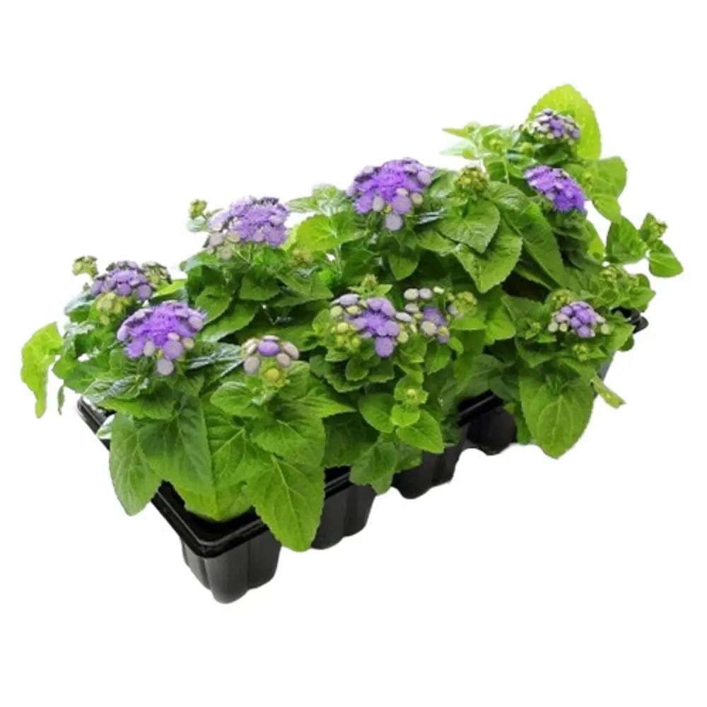 Агератум микс 13x15 см 82625046 STLM-2000150 АГРОНИ 
