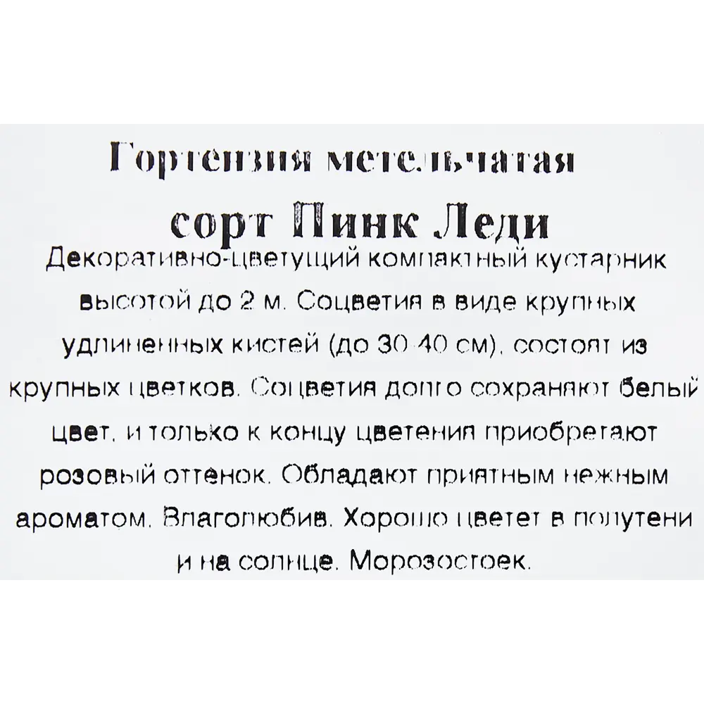Гортензия метельчатая «Пинк Леди» в коробке 82155614 STLM-2212391 Santreyd  - Вид №1