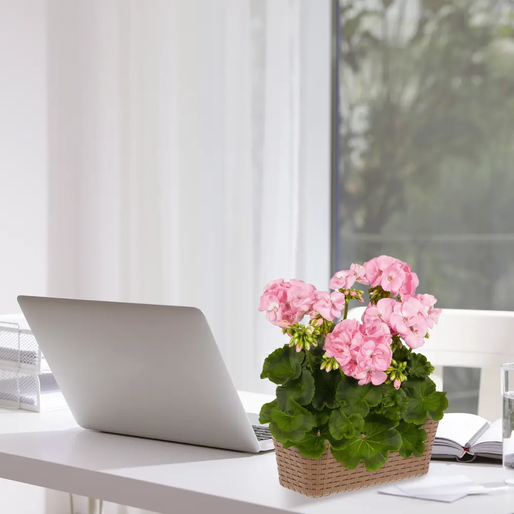 Герань Santreyd - яркое многолетнее растение для дома и сада 83248144 STLM-0039917 - Вид №4