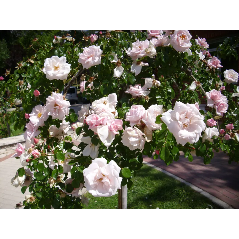Роза плетистая Шваненси ø19 h55 см 84827488 STLM-2002693 PLANTMARKET 