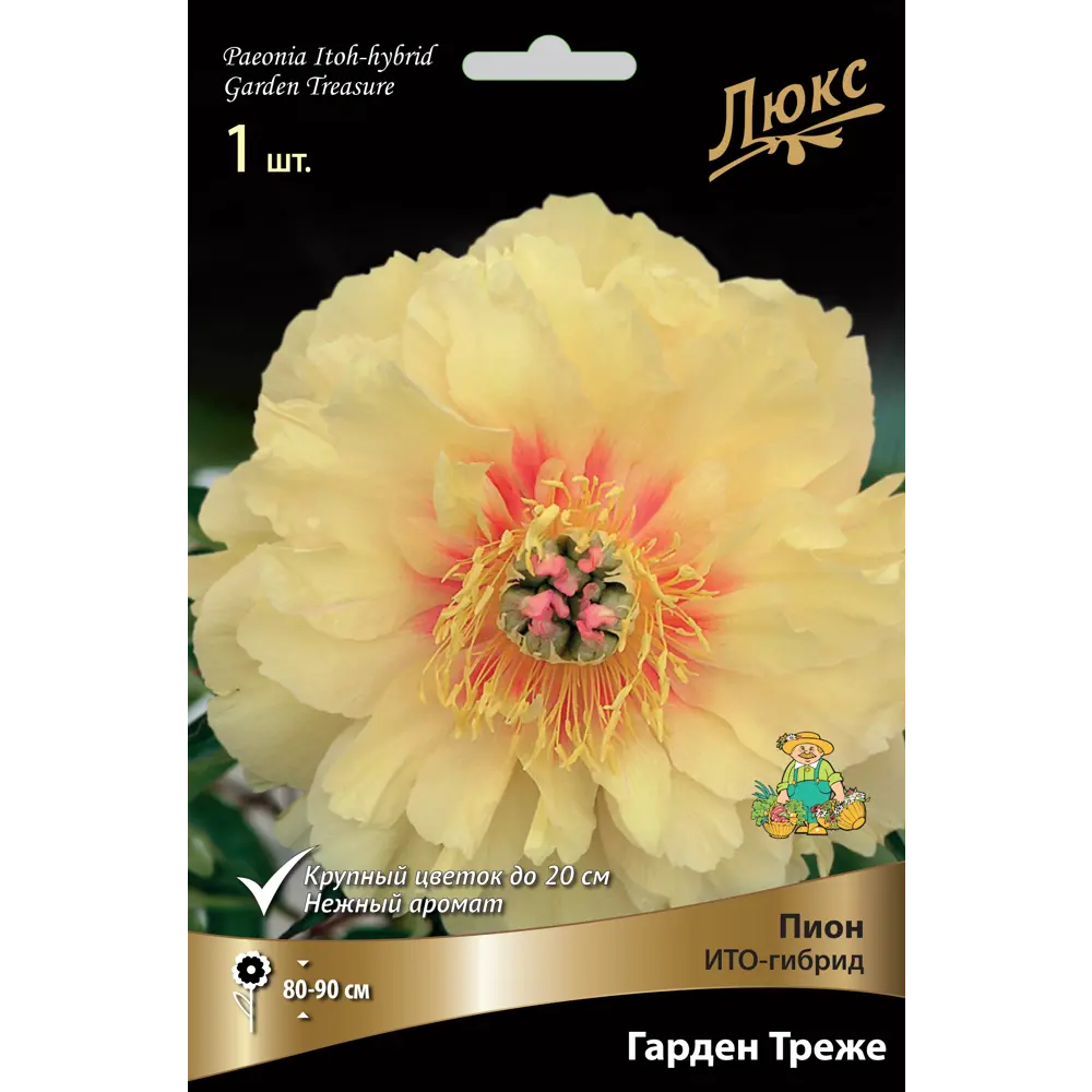 Пион ито-гибрид «Гарден Треже» разбор 2-3 82661872 STLM-2086824 Santreyd 
