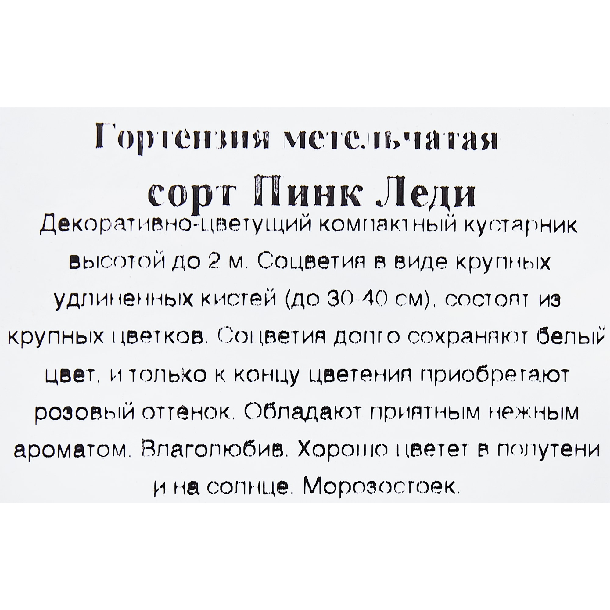 82155614 Гортензия метельчатая «Пинк Леди» в коробке Santreyd  - Вид №1