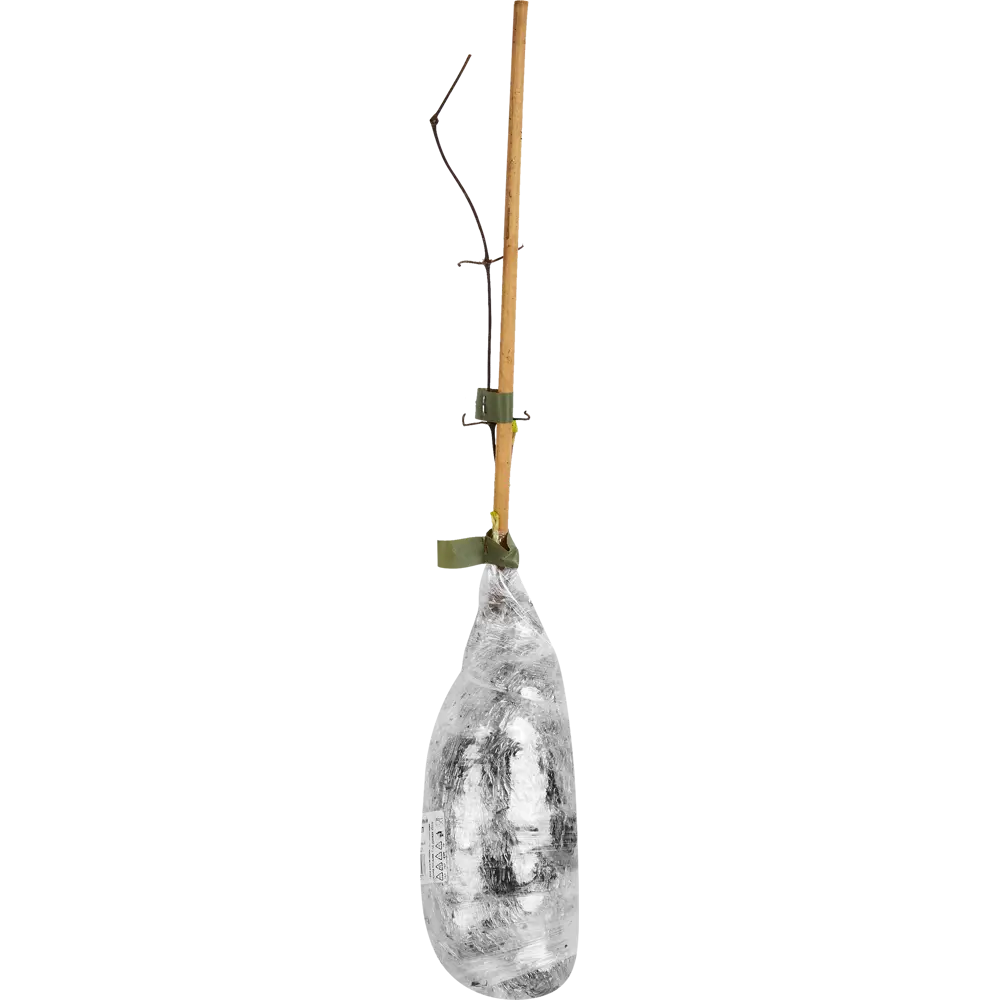 Клематис крупноцветковый Халина Нолл h200 см Santreyd STLM-2124468 - Вид №1