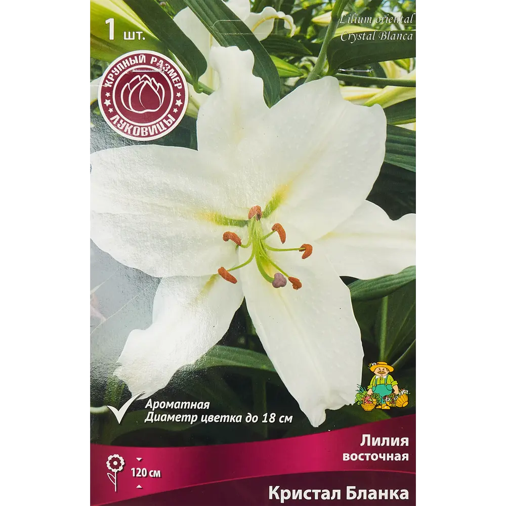 Лилия восточная Кристал Бланка 1 шт. 83588541 STLM-2114910 Santreyd 