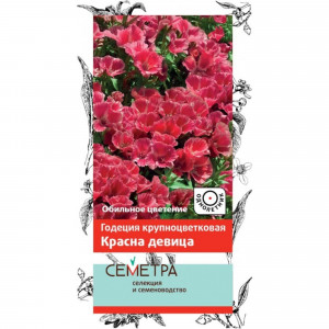 83147201 Семена Годеция крупноцветковая «Красна Девица»