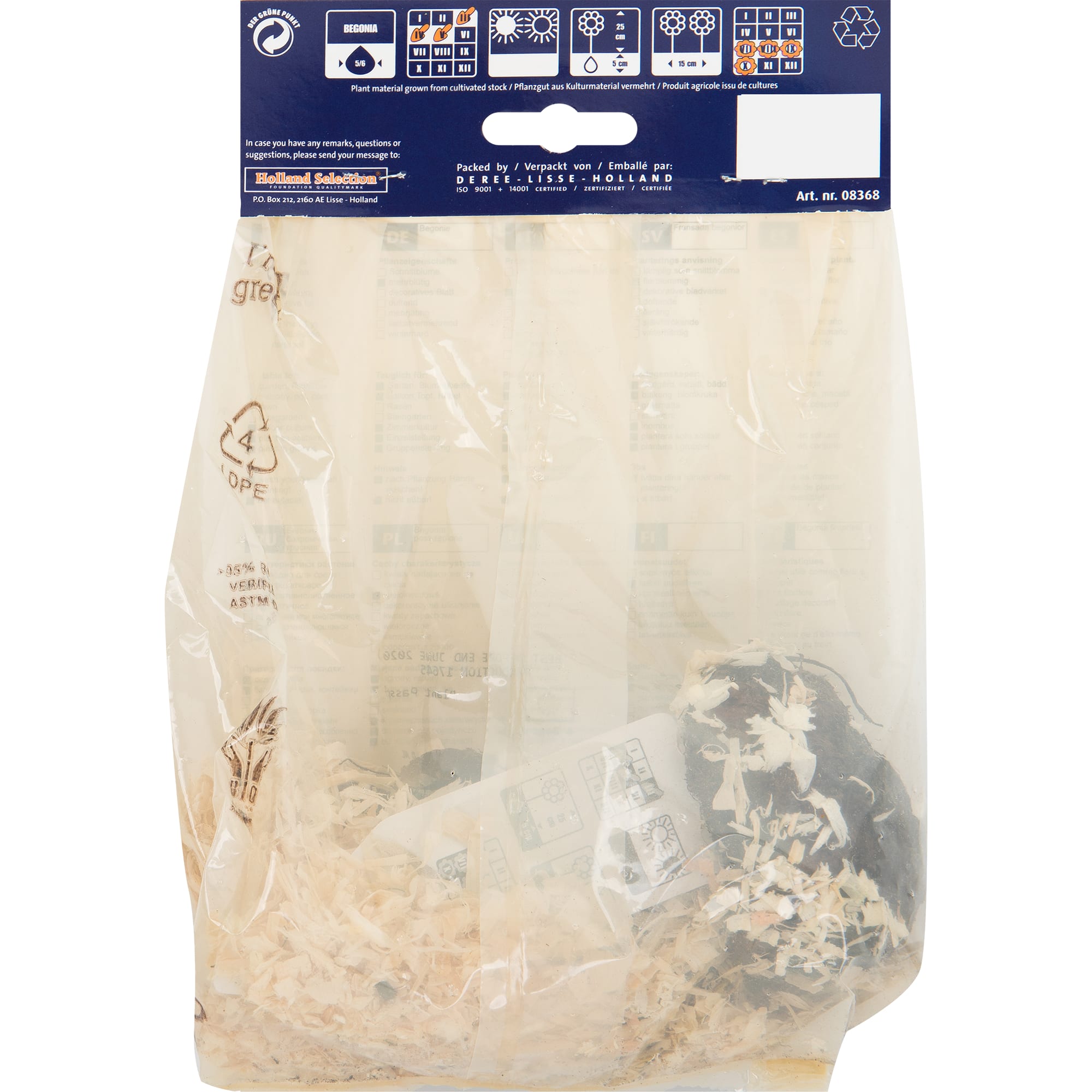 82539271 Бегония фимбриата красная Santreyd  - Вид №1