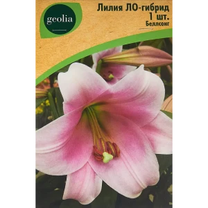 Лилия ло-гибрид Беллсонг 86408641 STLM-2040115