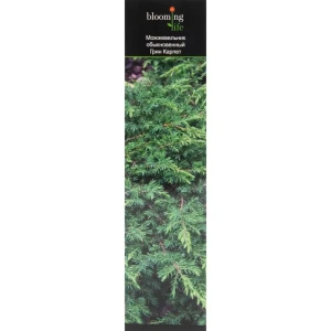 Можжевельник обыкновенный «Грин Карпет» С2, 15-20 см