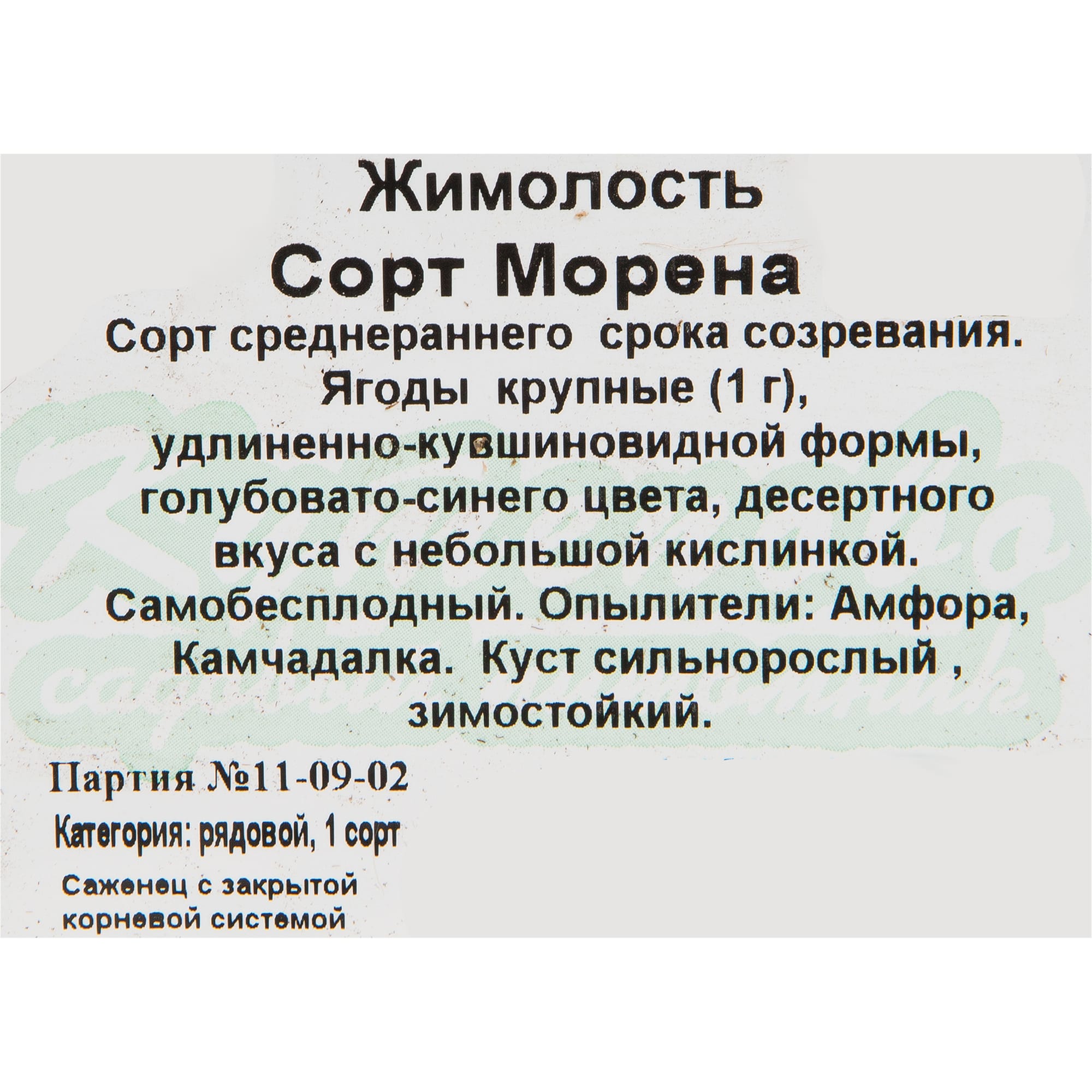 82597074 Жимолость плодовая «Морена» C3 высота 50 см Santreyd  - Вид №1