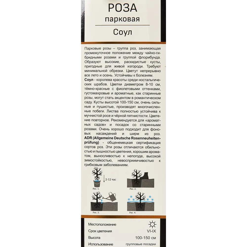 Роза парковая Тантау Соул ø5 h35 см 89353181 STLM-2145419 Santreyd  - Вид №2