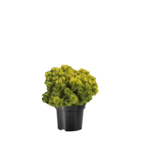 Сосна горная Офир ø44 h88 см