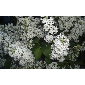 Сирень обыкновенная Рочестер ø15 h35 см