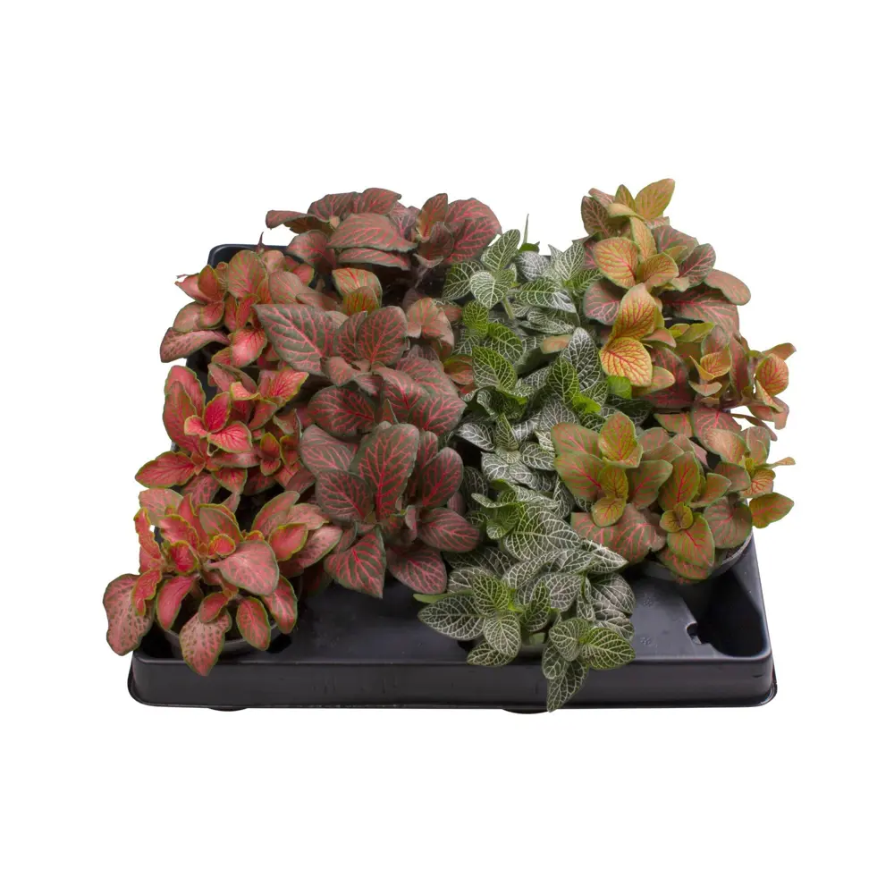 Santreyd Фиттония микс — декоративное растение с серебристыми узорами 87819630 STLM-0075867 - Вид №2