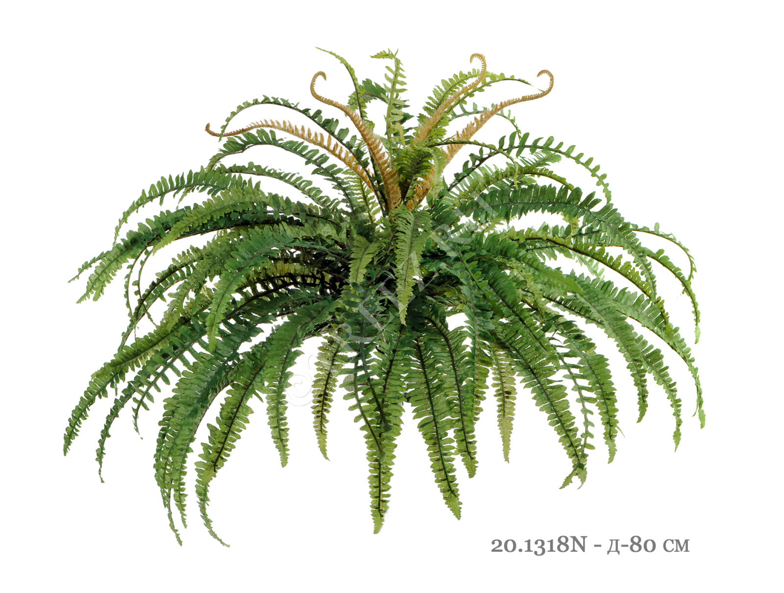 20.1318N Папоротник лесной Цветочная коллекция  - Вид №1