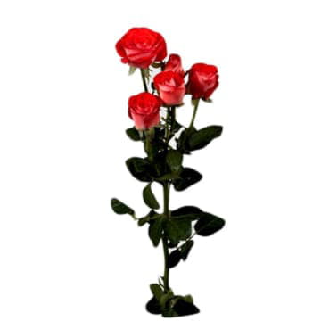 Роза тр задик 70 см Santreyd 24683