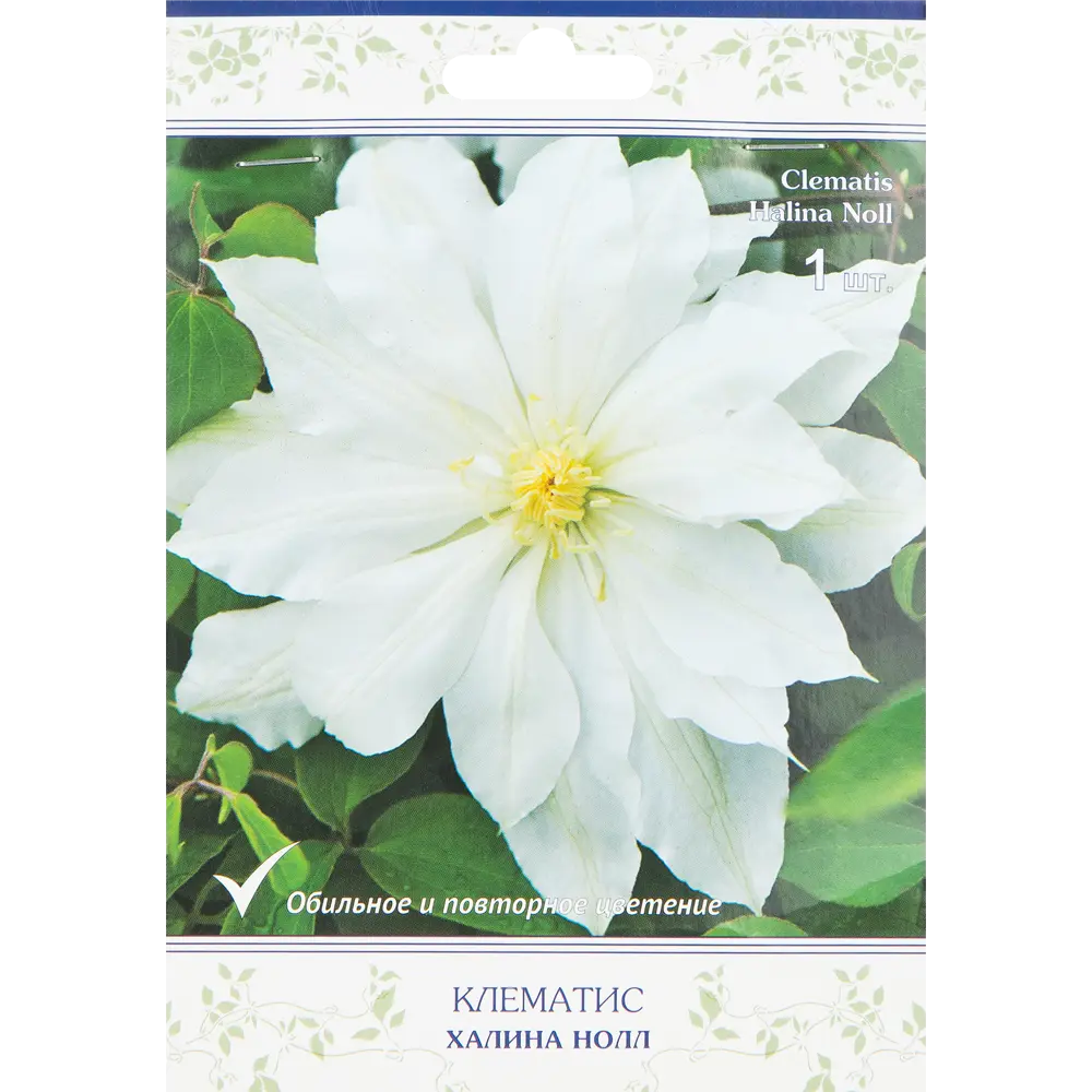Клематис крупноцветковый Халина Нолл h15 см 83431382 STLM-2012108 Santreyd 