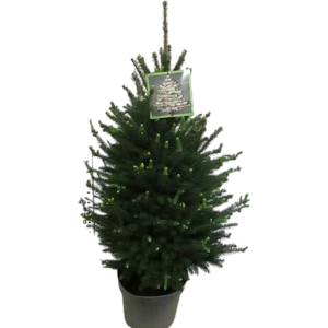 Ель Глаука Коника Грин 28x90 см 83495097 STLM-2180392