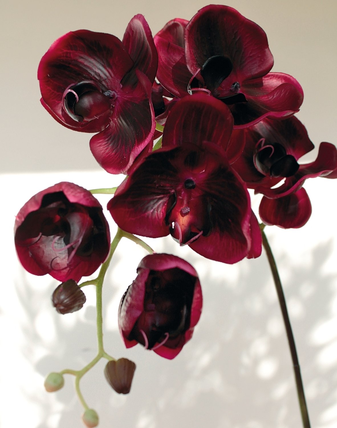 2407 490 a3 Искусственная орхидея Phalaenopsis, 114 см, real touch, красно-черная H-andreas  - Вид №1