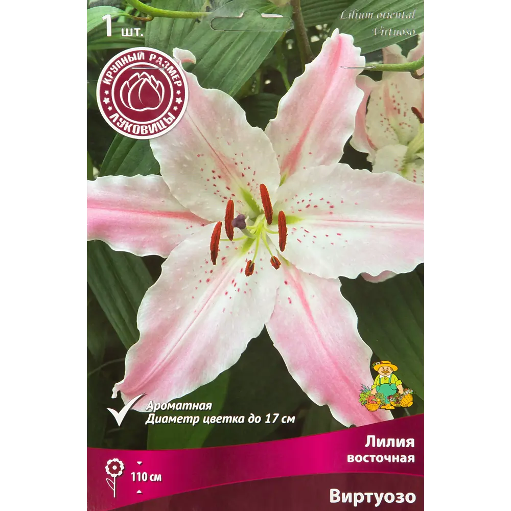 Лилия восточная Виртуозо 1 шт. 83588540 STLM-2006026 Santreyd 
